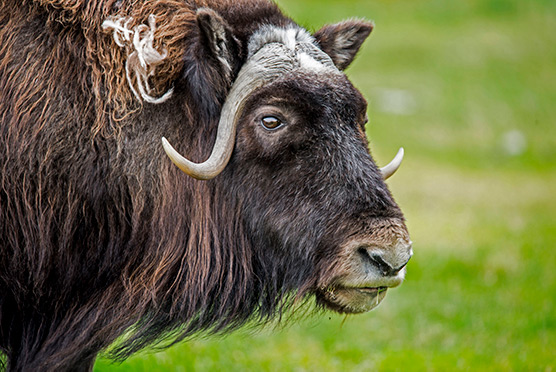 Een van de dieren van GaiaZOO: de muskusos